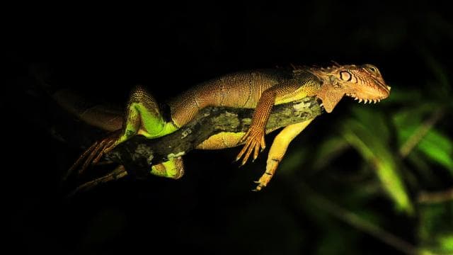 Manuel Antonio Mangrove Boat Night Tour