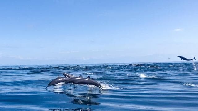Drake Bay – Wal- und Delfinbeobachtungstour - Photo 3 (Gallery view)