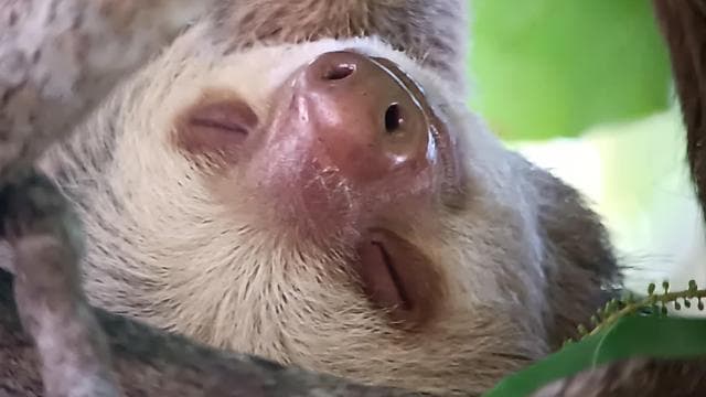 Manuel Antonio National Park, Spotting Animals and plants