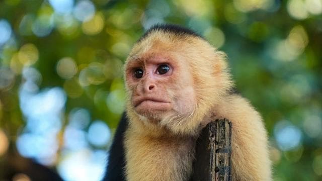 San Jose: Manuel Antonio National Park Day Trip with Lunch