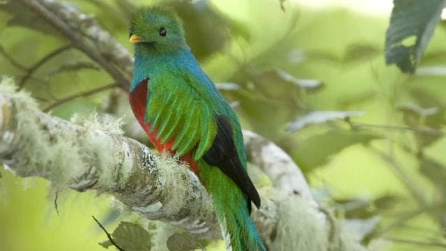 Quetzal: Costa Rica Birdwatching Experience - Los Quetzales