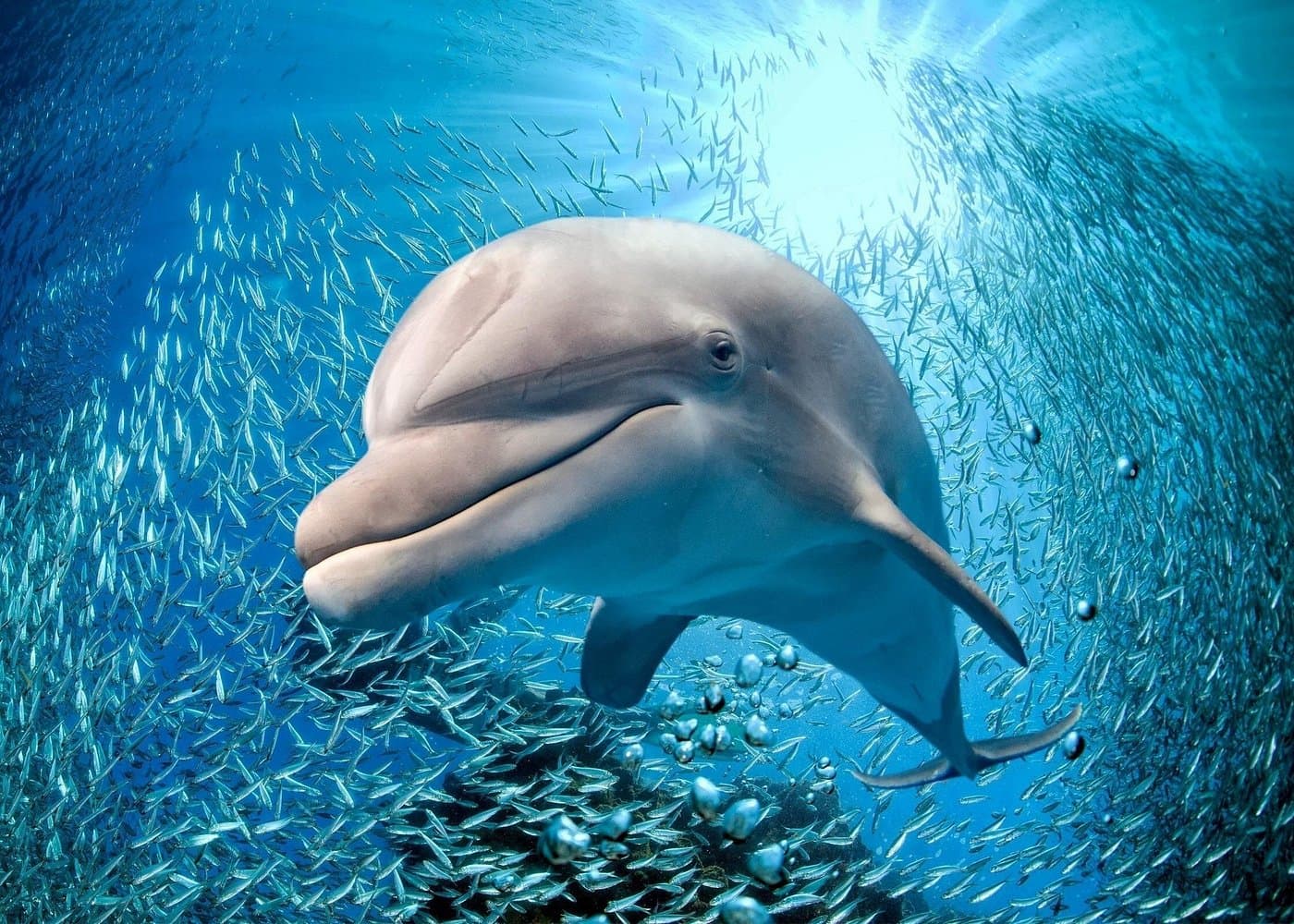 Coral World Ocean Park General Admission Ticket