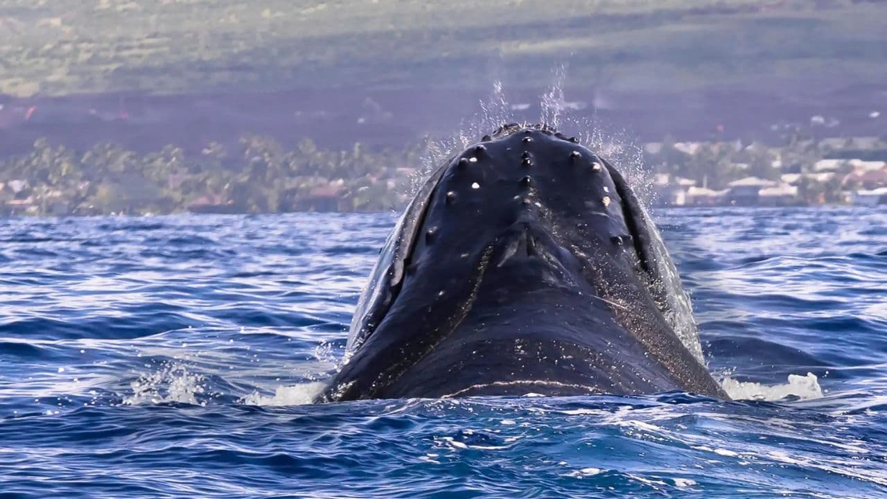 Tour de Avistamiento de Ballenas de Medio Día en Miches – Aventura Marina Inolvidable - Photo 5 (Gallery view)