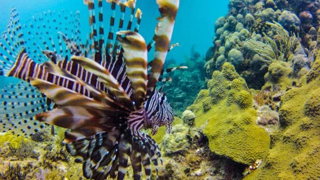Catalina Island Scuba Diving Tour from Punta Cana