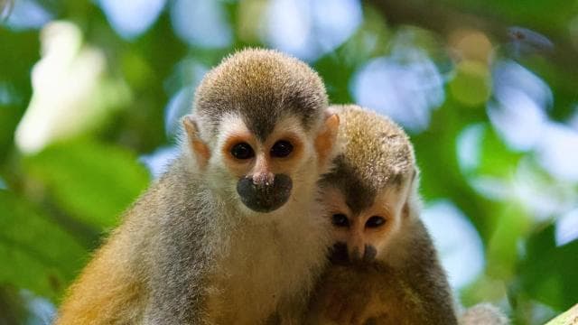 Manuel Antonio Park: Guided Walking Tour with a Naturalist