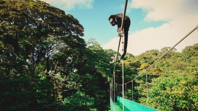 From Monteverde: Monteverde Suspension Bridge Guided Hike