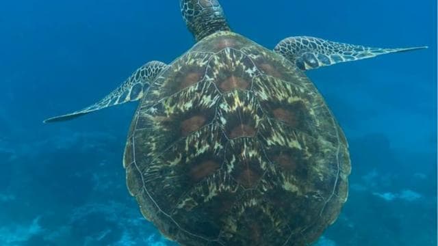 Uvita: Snorkeling at Caño Island