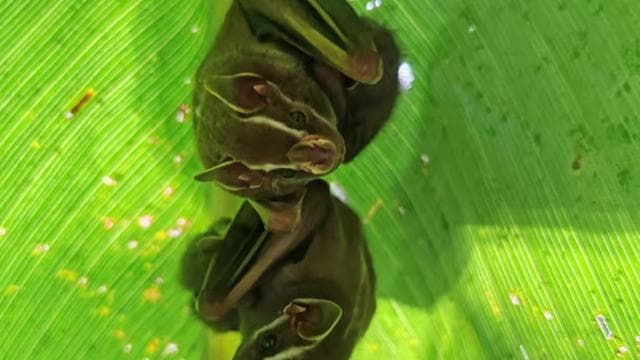 Manuel Antonio Park Guided Tour - Admission Ticket Included