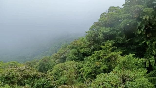 Santa Elena: Private Guided Walk in the Cloud Forest Reserve