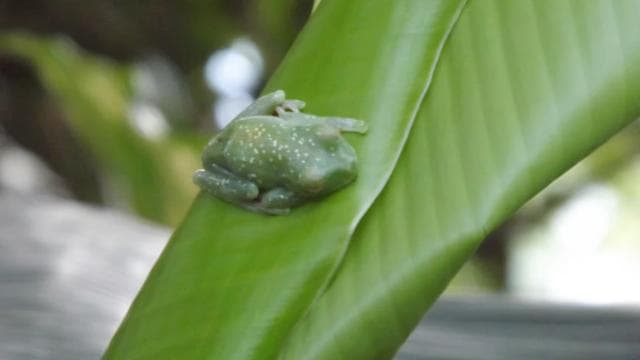 Bijagua: Kayak and Tropical Forest Trail Tour
