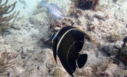 Private Catalina Island Snorkel & Beach Day from Punta Cana