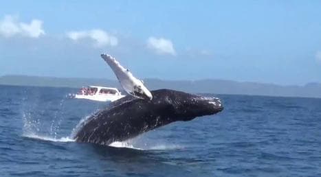 Samana: Guided Day Trip with Buffet Lunch and Whale Watching