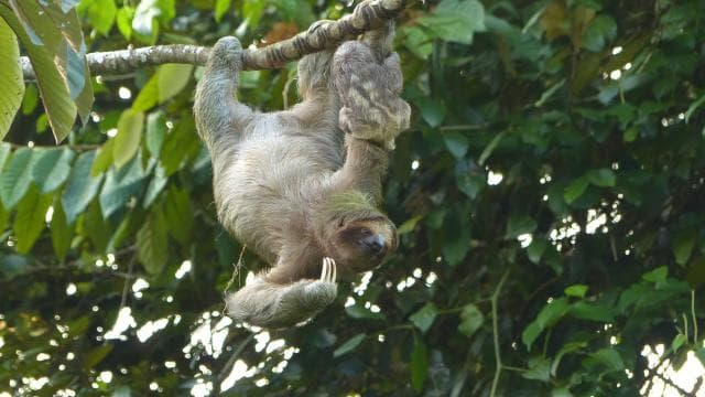La Fortuna: Sloth Tour in the Wild