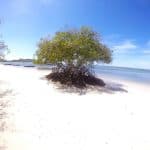 Cayo Arena: Paradise Island and Mangroves Tour