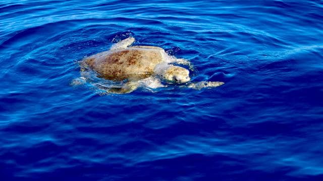 Manuel Antonio: Ocean Kayak to Biesanz Beach & Snorkling