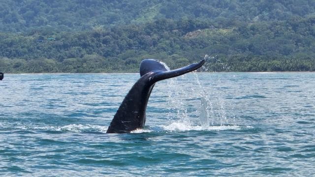 Uvita: Whale Watching Tour in Marino Ballena National Park - Photo 5 (Gallery view)