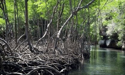 Sabana de la Mar:Los Haitises National Park: Boat Tour and Cave Visit