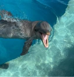 Punta Cana: Enjoy Dolphin Free Hotel Pickup - Photo 3 (Gallery view)