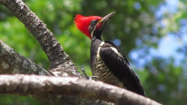 Monteverde Hanging Bridges and Night Walk Tour - Photo 4 (Gallery view)