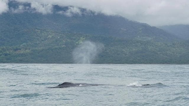 Uvita: Marino Ballena National Park Whale Watching Cruise