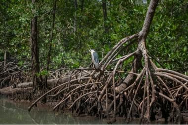 Sabana de la Mar: Los Haitises Guided Hike and Kayaking - Photo 3 (Gallery view)