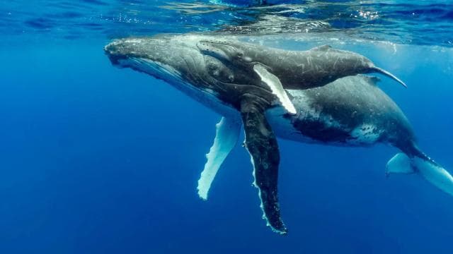 Uvita: Whales and Dolphins Watching Tour - Bahia Ballena