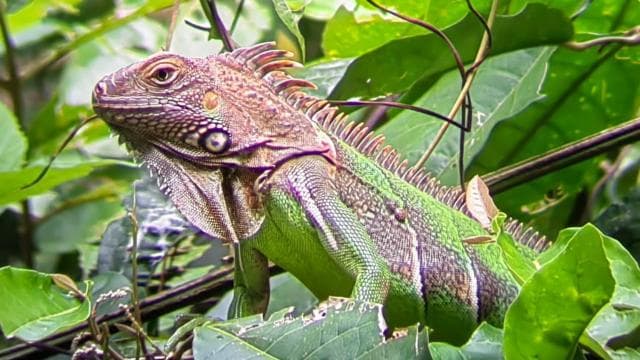 Manuel Antonio: Kayak Tour in the Mangroves to see animals