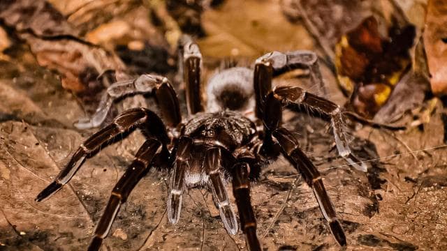 Puerto Viejo: Wildlife Night Tour in the Jungle