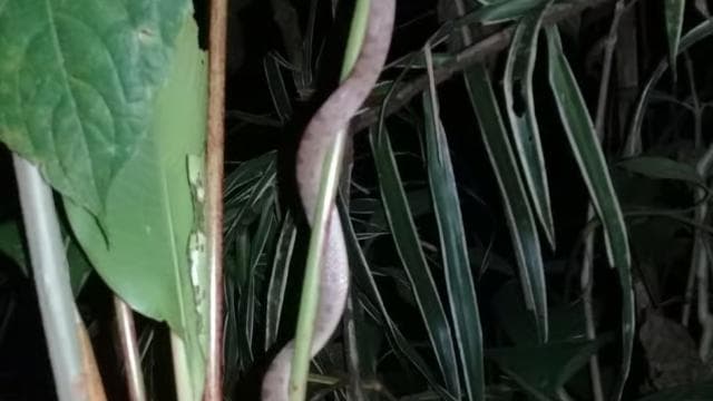 Manzanillo: Night hike in the forest