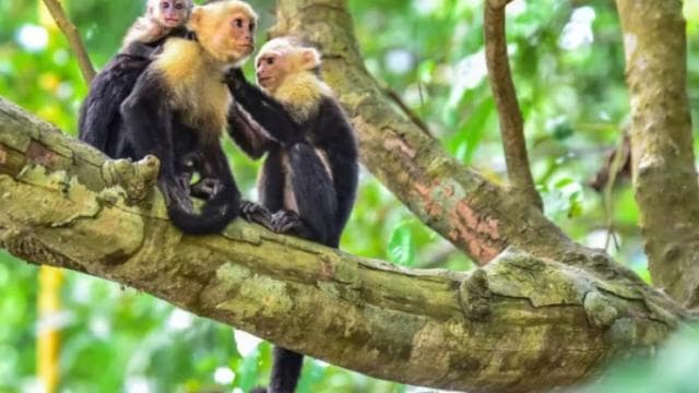 Mangrove and monkey boat Tour UNFORGETTABLE...