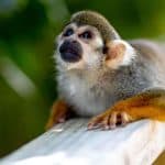Samaná: Monkeyland and Open-Air Safari Truck Tour