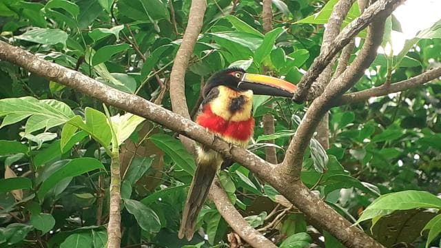 Manuel Antonio National Park, Spotting Animals and plants