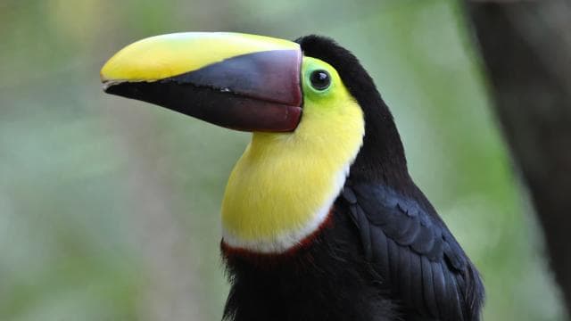 La Fortuna: Half-Day Wildlife Safari Float