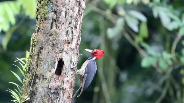 Drake Bay - Bird Watching Tour