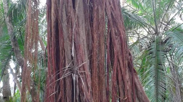Uvita: Nature Walk at Marino Ballena National Park