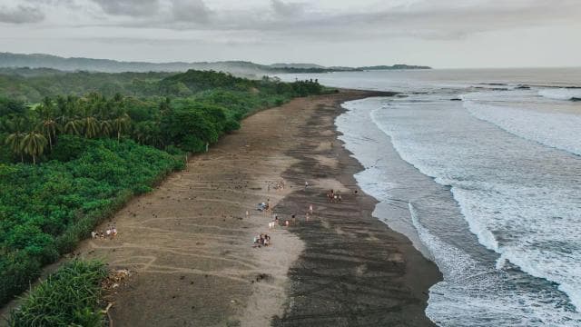 Costa Rica: Hunderttausende Olive Ridley-Meeresschildkröten - Photo 5 (Gallery view)
