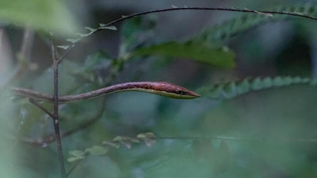 Manuel Antonio: Night Walking Tour - Photo 3 (Gallery view)