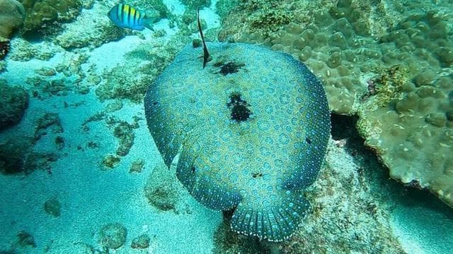 Drake Bay: šnorchlování na ostrově Caño s obědem - Photo 3 (Gallery view)