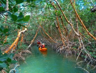 Los Haitises: Sunrise or Sunset wildlife focus