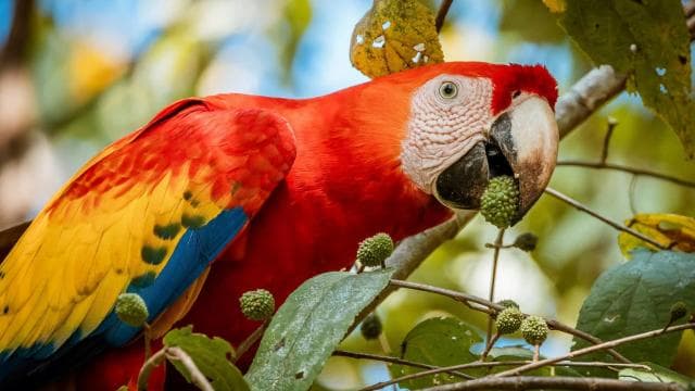 Carara National Park: Guided Walk Carara Costa Rica Nature