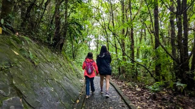 Monteverde: Hanging Bridges in the Cloud Forest Guided Tour