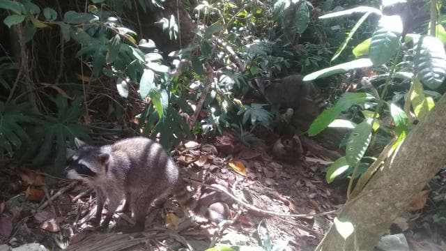 Cahuita-Nationalpark: Schnorcheln - Photo 4 (Gallery view)