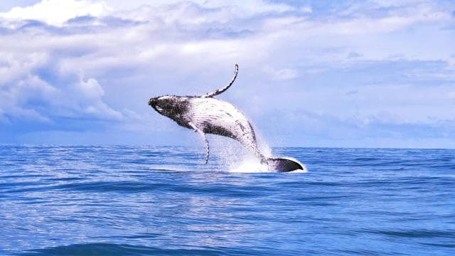 Marino Ballena National Park: Watching Whales and Dolphins