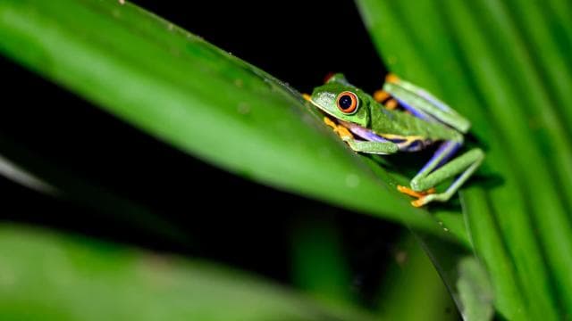 TWILIGHT Tours in Arenal and Tortillas Cooking Class - Dominican Republic
