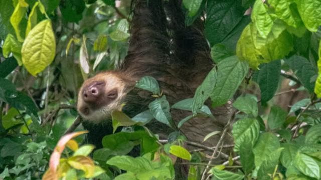 Guided Kayak Tour in Tortuguero National Park ***EXCITING**