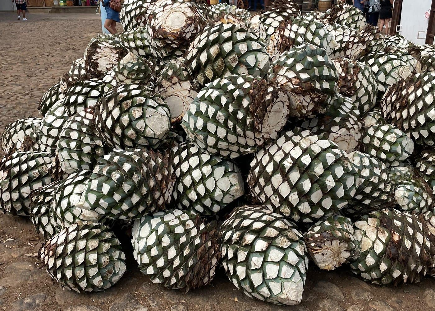 Full-Day Tour in Tequila factory and Cantaritos el Gúero