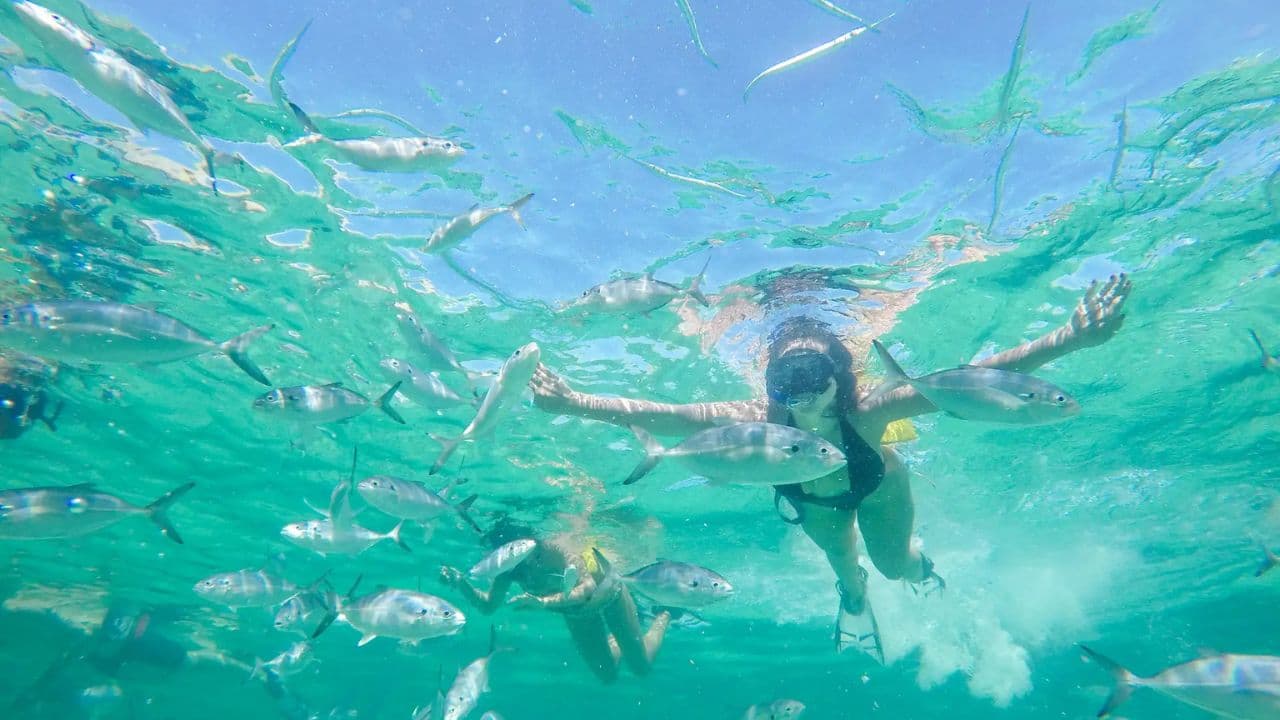 Punta Cana: Dolphin Experience in the Sea