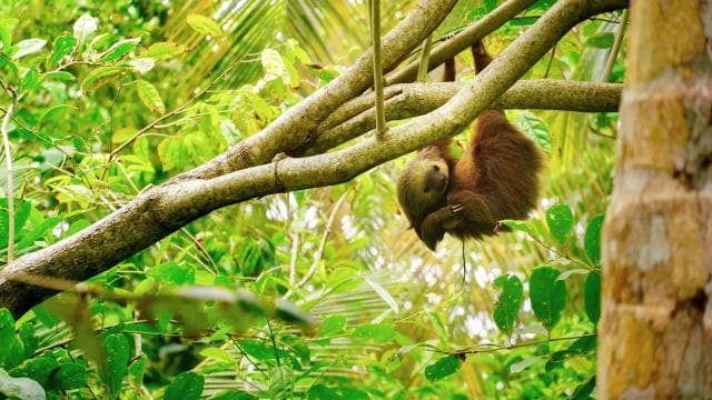 Tortuguero: Day walk in Tortuguero National Park (Jaguar) - Photo 4 (Gallery view)