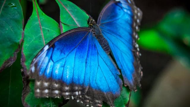Guanacaste: Diamante Adventure Park All-Day Adventure Pass - Photo 2 (Gallery view)