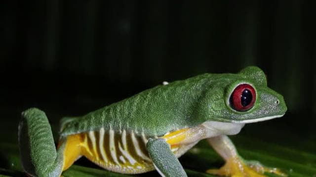 Manuel Antonio Night Jungle Tour - Dominican Republic